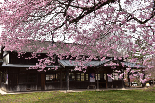 下小代駅前の桜